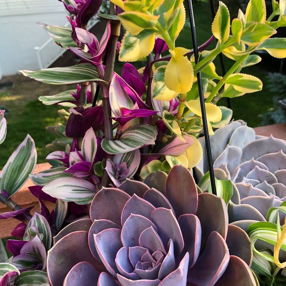 Meet your Posher, Barbara - Picture 1 of 1